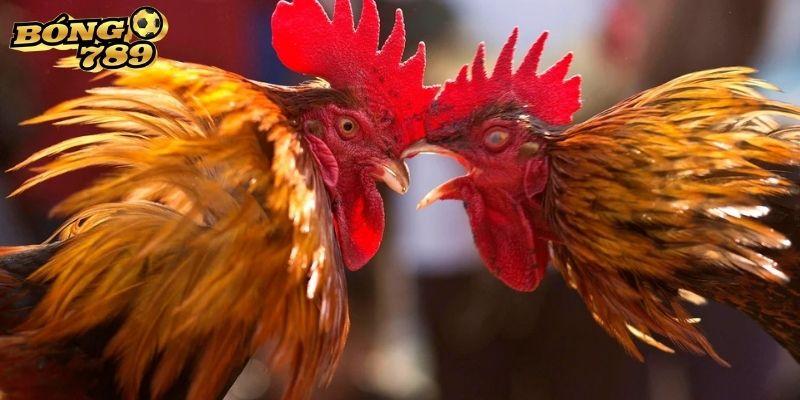 Điểm danh các hình thức đá gà Bóng 789 hấp dẫn nhất