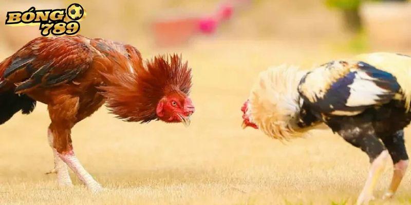 Nắm vững các loại cược để chơi đá gà Bóng 789 thành công